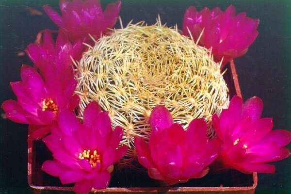 Sulcorebutia_albida